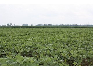Property photo 9 - 69.3 +/- Acres offered in 2 Tracts